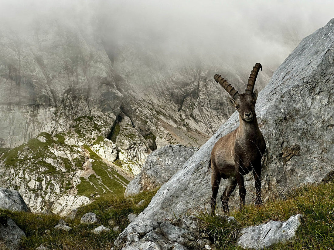 Ein Heimatliebe - Alpenmoment wird zum T-Shirt